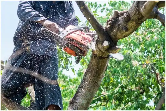 tree services Shinnston